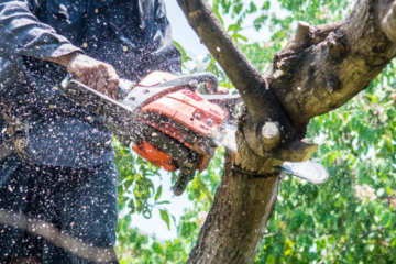 tree trimming in Brisbane